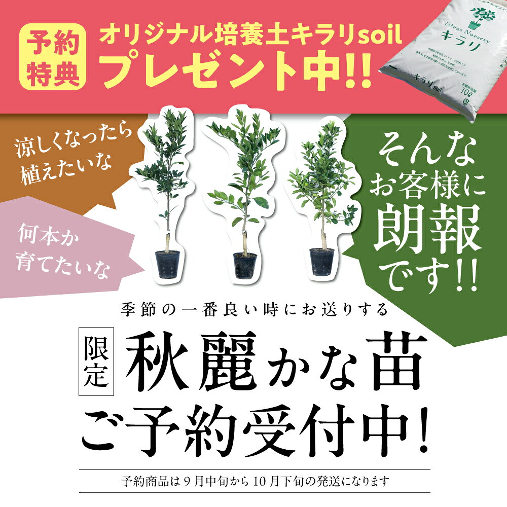 柑橘類の苗木専門店 キラリのカラカラネーブル 【特等2年生苗木】 苗木 みかんの木 接木苗 みかん 5号 ポリポット (直径15cm) シンボルツリー 庭木 植木 木 常緑樹 鉢植え ベランダ 柑橘 贈り物 ギフト プレゼント 新築祝い 出産祝い 誕生日 ガーデニング 家庭菜園｜アングル2