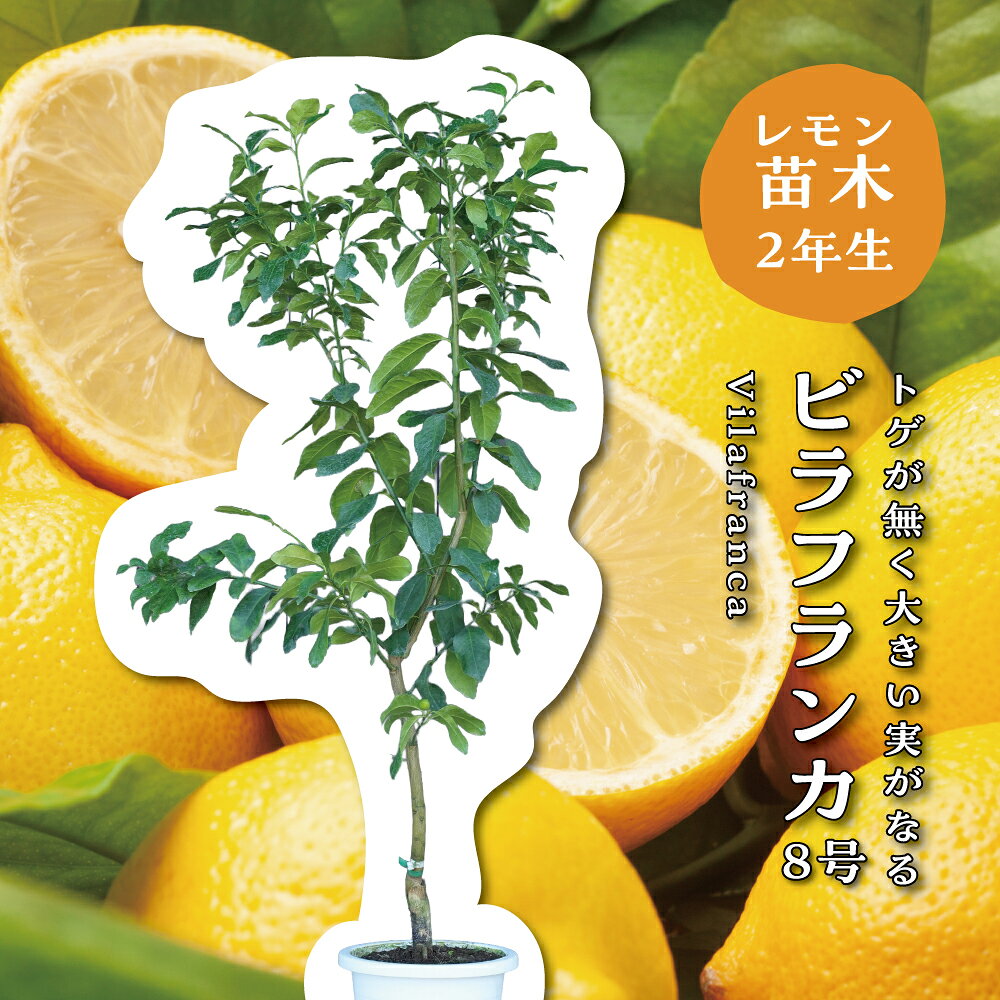 ビラフランカ8号トゲなしレモン苗木...