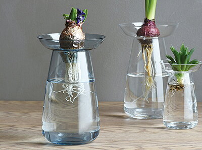 虫も湧かずにお部屋がおしゃれに 水栽培におすすめの観葉植物15選 暮らし の 虫も湧かずにお部屋がおしゃれに 水栽培におすすめの観葉植物15選 暮らし の