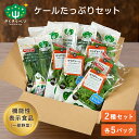 きらきらベジ　2種類のケールセット 野菜セット 送料無料 ケール 野菜 人気 セット サラダ 生野菜 新鮮 クール便 安心 安全 栄養 健康 ルテイン ビタミンC 国産 福井県産 個包装 産地直送 採れたて お取り寄せ