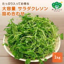 大容量 クレソン 1kg詰め合わせ 野菜 お得 鍋野菜 冷凍保存可能 きらきらベジ 業務用 大量 葉物野菜 冬 旬野菜 健康 たっぷり
