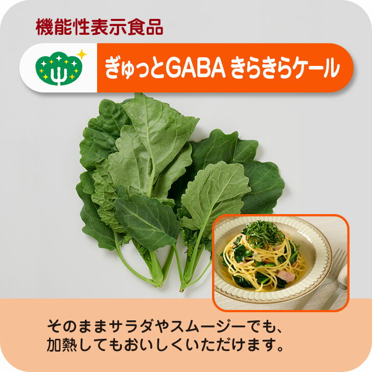 機能性表示食品 ぎゅっとGABAケール 1パック 生 ケール GABA 栄養 血圧 機能性表示食品 安心 安全 健康..