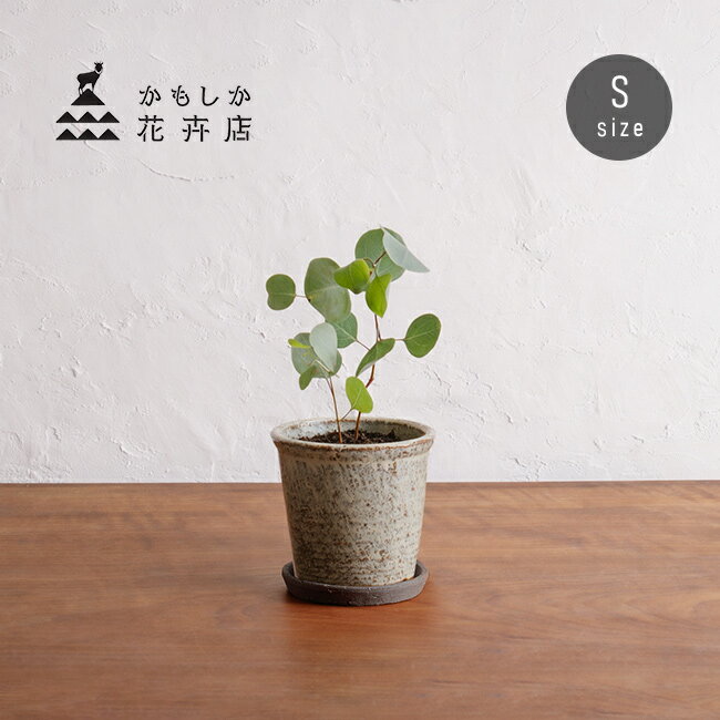 乐天商城 - かもしか花卉店 かもしかポット＆ソーサー S[植木鉢 受け皿 セット 3.5号 受け皿付き 丸 穴 あき 土物 プランター 小型 おしゃれ 陶器鉢 かわいい 小さめ 受け皿セット 陶器 焼き物 屋外 室内 粉引き 白 粉引 ナチュラル 自然 素朴 インテリア]