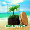 南国牧場 コウヤノマンネングサ キャニスター 苔テラリウム 手作りキット一式 観葉植物 おしゃれ ミニ テラリウム キット コケリウム コケ 苔テラリウム 苔リウム アクアリウム アクアテラリウム 園芸 ハイド ガーデニング グリーン インテリア 緑 苔盆栽 癒し 初心者 父の日