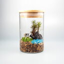 キャニスター 苔テラリウム 手作りキット 一式 観葉植物 おしゃれ ミニ テラリウム キット コケリウム 苔 コケ 苔テラリウム 苔リウム アクアリウム アクア...