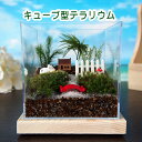 キューブ型 コウヤノマンネングサ 苔テラリウム 手作りキット 一式 観葉植物 おしゃれ ミニ テラリウム キット コケリウム 苔 コケ 苔テラリウム 苔リウム ...