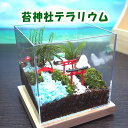 苔テラリウム 苔神社 キューブ型 手作りキット 一式 観葉植物 おしゃれ ミニ テラリウム キット コケリウム 苔 コケ 苔テラリウム 苔リウム アクアリウム ...