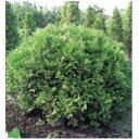 オンリーワン　植栽・個性派植物　ニオイヒバ・グリーングローブ　WP6-TKNGU