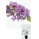オンリーワン　植栽・美しい花　ブッドレア　UN6-TUBR 1