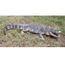 FRP AJk̗Yp / American Alligator 8ft. Fr080142 w঒ރIuWF Aj}IuWF X܁ECxgx