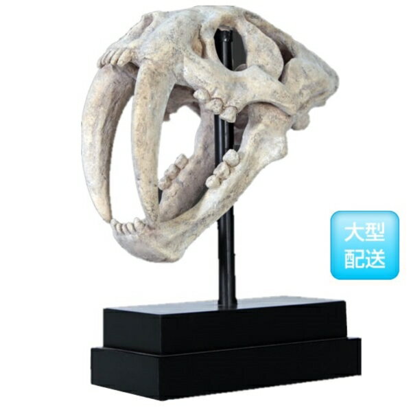 FRP サーベルタイガーの頭骨 / SaBer Toothed Tiger Skull on Base fr100501 『恐竜オブジェ 博物館オブジェ 店舗・イベント向け』