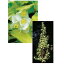 オンリーワン　植栽・美しい葉　バイカウツギ・コロナリウスオーレア　WP6-TUBU