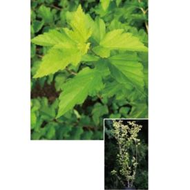 オンリーワン　植栽・美しい葉　テマリシモツケ・オウゴン　WP6-TUTO