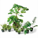 オンリーワン 浴室前・ユーティリティ前 植栽セット インパク...