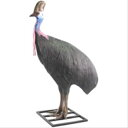 FRP qNCh(X) / Cassowary Female fr080154 wIuWF Aj}IuWF X܁ECxgx