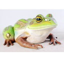 FRP eLXWAKG / Giant Green and Golden Bell Frog fr100017 wJGIuWF Aj}IuWF X܁ECxgx