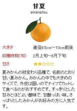 紀州 有田の狙われみかん さるのマト あまなつ酒 8度 1800ml【母の日】【ギフト】【プレゼント】