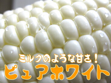 白いとうもろこし【ピュアホワイト】北海道産直！朝もぎ、とうきび【10本】限定販売！生でも美味しいフルーツトウモロコシ♪産地直送トウキビ！送料無料※収穫出来次第、順次発送予定