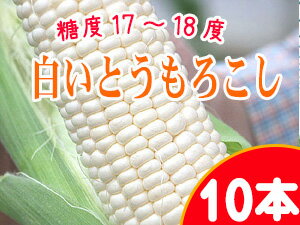 白いとうもろこし【ピュアホワイト】北海道産直！朝もぎ、とうきび【10本】限定販売！生でも美味しいフルーツトウモロコシ♪産地直送トウキビ！送料無料※収穫出来次第、順次発送予定