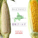 恵味ゴールド&白いとうもろこし【各5本、計10本】とうもろこし2種セット ほっかいどうから産地直送【朝もぎとうきび】糖度の高いトウキビ 生でも美味しい北海道産フルーツトウモロコシ【スイーツコーン】※送料無料 ※8月下旬頃より収穫次第順次発送予定