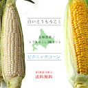 ピクニックコーン&白いとうもろこし【各5本、計10本】とうもろこし2種セット ほっかいどうから産地直送【朝もぎとうきび】糖度の高いトウキビ 生でも美味しい北海道産フルーツトウモロコシ【スイーツコーン】※8月下旬頃より収穫次第順次発送予定
