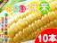 『味来』10本入り!ミラクルスイートコーン【北海道産直!朝もぎ、とうきび】イエロー種で人気のとうもろこしみらい!朝もぎ生でも美味しいフルーツトウモロコシミライ 産地直送トウキビ※送料無料※只今、発送中!