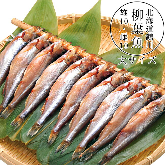 北海道鵡川産ししゃも 大サイズ【雄10尾・雌10尾】北海道鵡川町産柳葉魚 カネダイ大野商店【むかわ産本シシャモ】北海道固有種 本ししゃも【子持ちシシャモ】ムカワ町産本柳葉魚【夫婦セット】大オス・大子持ちししゃもメス【送料無料】のサムネイル
