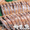 本ししゃも60尾 夫婦シシャモ【北海道産本柳葉魚】雄のシシャモ30尾 雌の子持ちシシャモ30尾 北海道の特産種の本シシ…