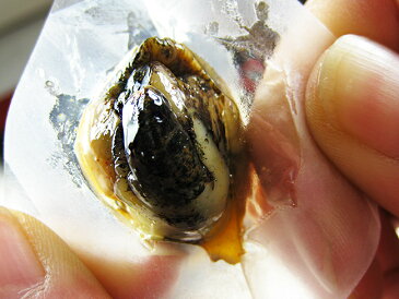 北海道つぶ貝醤油煮50g【北海道産ツブ貝と丸大豆醤油使用】アワビの様な食感の螺貝 おやつやお酒のおつまみに【アヤボラ貝の珍味】磯の香りとコリコリの食感 【真空包装】嬉しい個包装【つぶがい】