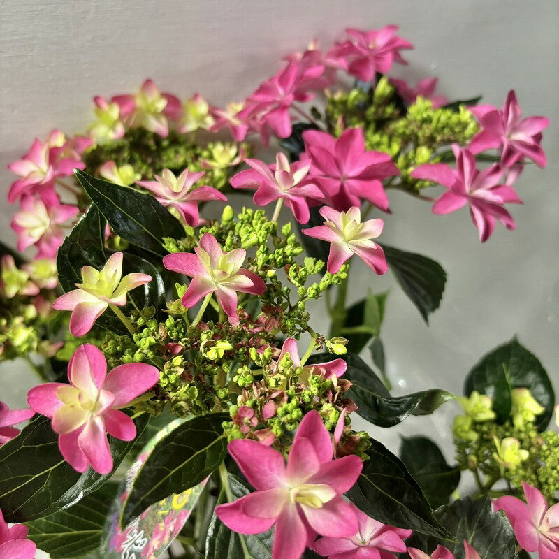 ●アジサイ●ダンスパーティーハッピ...