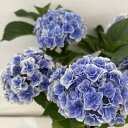 ●アジサイ● 風姿花伝 あじさい 紫陽花 5号 鉢花 鉢植えアジサイ 花 プレゼント 鉢植え