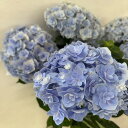 ●アジサイ● 花宝 あじさい 紫陽花 5号 鉢花 鉢植えアジサイ 花 プレゼント 鉢植え