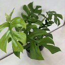 ●モンステラ● ヒメモンステラ 観葉植物 3号ポット 2個セット インテリアグリーン 鉢植え植物 プレゼント 鉢植え