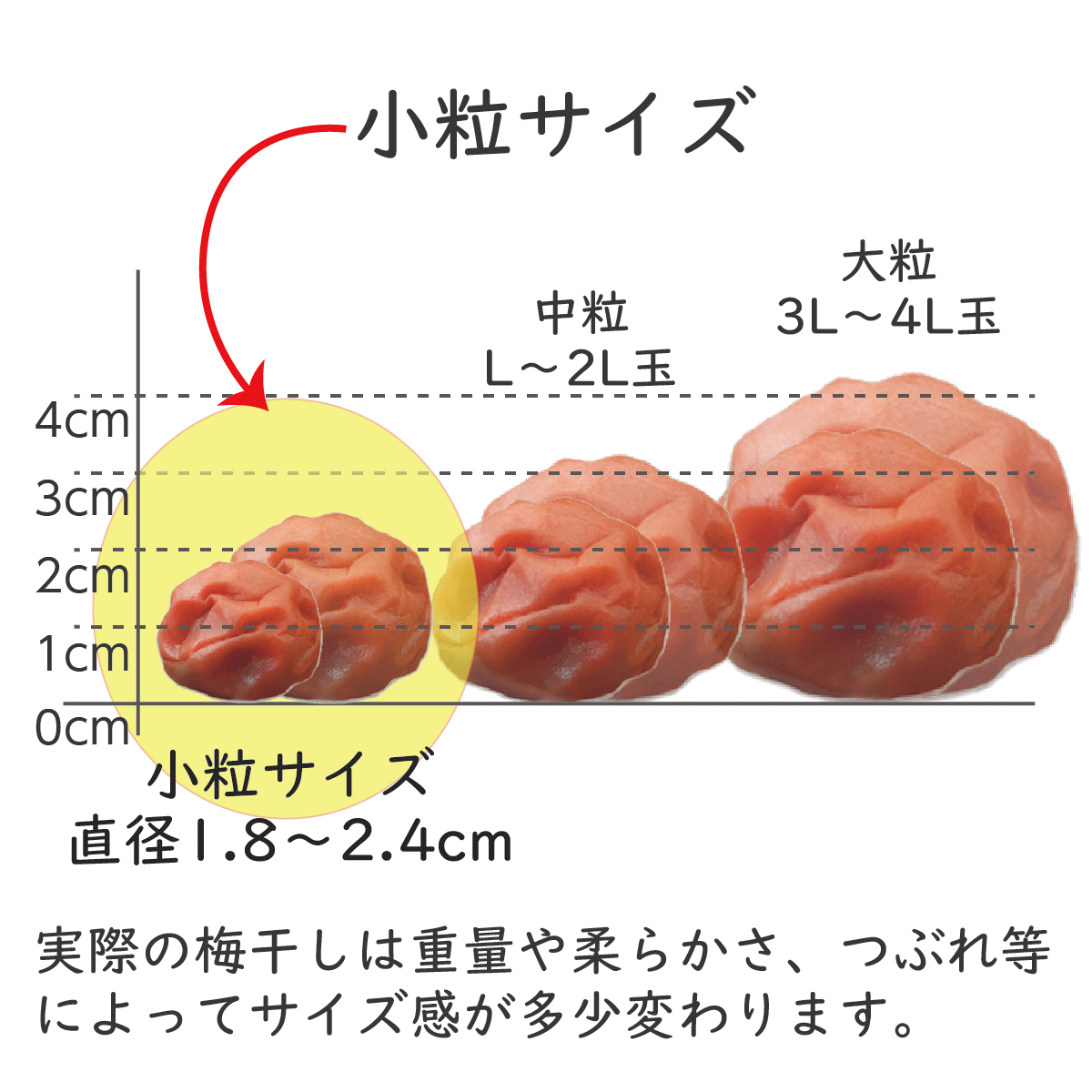 小粒梅干し ＜訳あり つぶれ梅＞ (塩分3％) 紀州梅香の無添加 減塩 送料無料 (小梅...