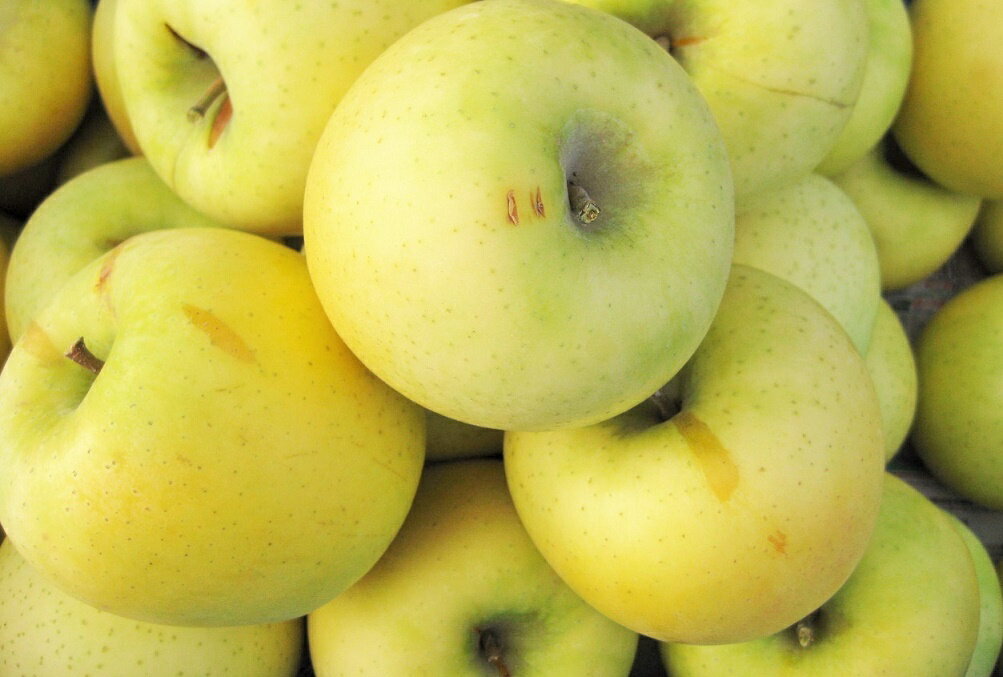 【訳ありリンゴ】甘味と酸味の絶妙なハーモニー！リンゴ通の方に人気の「シナノゴールド」自家用ランク 約10kg（20〜46玉）収穫＆発送は10月20日過ぎ頃から順次発送 【送料無料（一部地域は有料）】