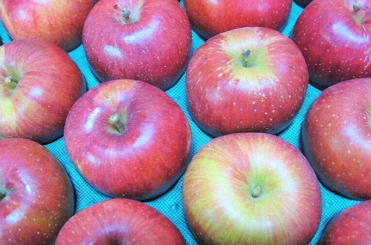 11月中旬発送開始予定,予約受付中!信州産 稀少な甘系リンゴ「あいかの香り」 自家用ランク 約2.7〜3kg(5〜12玉)【送料無料(一部地域は有料)】【訳あり...