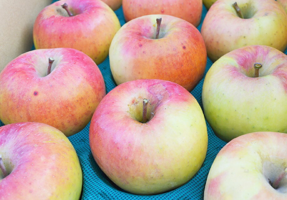 11月上旬発送開始予定,予約受付中!信州産 減農薬栽培 「名月」自家用ランク 約4.7〜5kg(10〜23玉)【送料無料(一部地域は有料)】フルーティーな甘味が特徴的で食べやすい!人気の黄色種りんご ぐんま名月 めいげつ ギフト