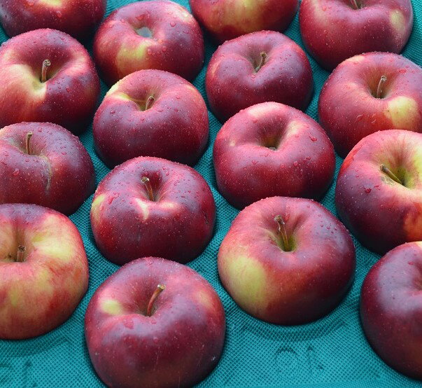 希少な黒蜜りんご！減農薬栽培「こうみつ」中級ランク 約4.7〜5kg（9〜20玉）【送料無料（一部地域は有料）】パイナップルのような食感と甘味が特徴的な珍しいりんご 収穫＆発送は11月20日過ぎ頃から順次開始予定！（気象条件等により収穫が前後するのでご了承ください）のサムネイル