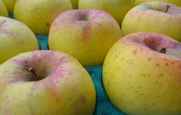 【送料無料】【訳ありリンゴ】フルーティーな甘味が特徴的で食べやすい！人気の黄色種りんご「名月」自家用ランク 約2.8〜3kg（6〜12玉）