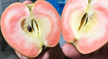 信州産 生産農家直送 訳ありりんご 「なかののきらめき&サンふじ」ミックス ご家庭向き 6〜12玉 約2.7〜3kg入り/箱 2品種が楽しめるセット!生食もOKですし、ジャム・ジュース・りんごバターなど加工用に最高です!! 【送料無料(一部地域は有料)】