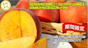 信州名産！桃とネクタリンのかけ合わせフルーツ「ワッサー」 訳あり自家用ランク 約1.8〜2kg（5玉〜10玉）【送料無料（一部地域は有料）】食べきりやすい少量タイプです。