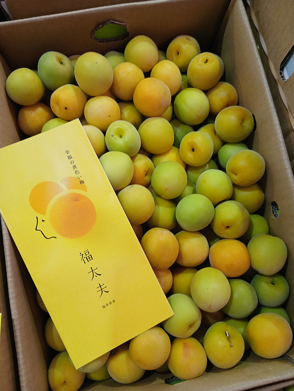 福井県産　梅干用の梅　品種　紅映　福太夫　1kg