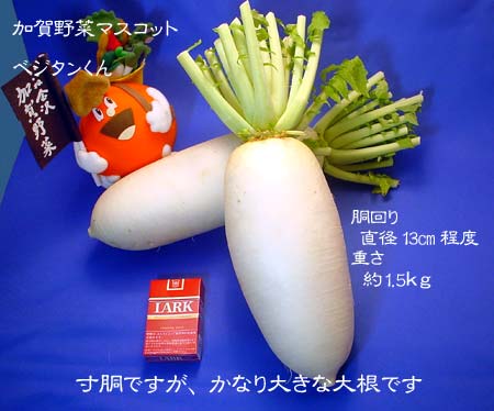 [加賀野菜] 源助大根　1本　1〜1.5kg