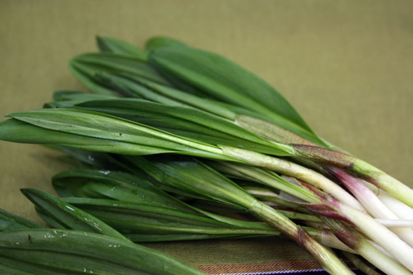 石川県産　天然山菜　行者にんにく　50gのサムネイル