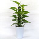 ポトス ヘゴ仕立て 観葉植物 50cm ギフト プレゼント 送料無料 母の日 ヘゴ 支柱 プラスチック鉢 インテリアグリーン インテリア おしゃれ インドア グ...