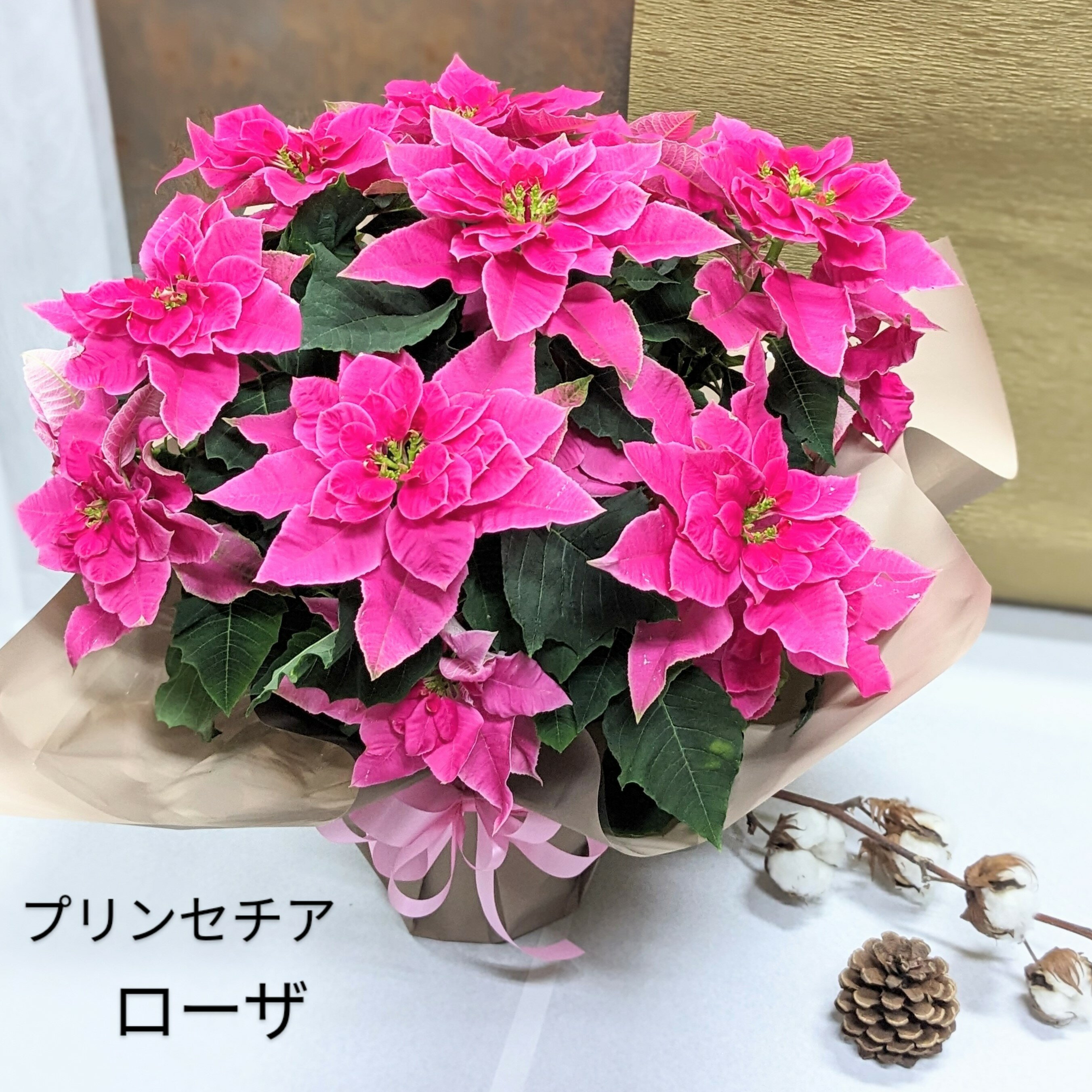 プリンセチア ローザ【ギフト】クリスマス プリンセチア ポインセチア ピンク 45cm 5号鉢 プラスチック..