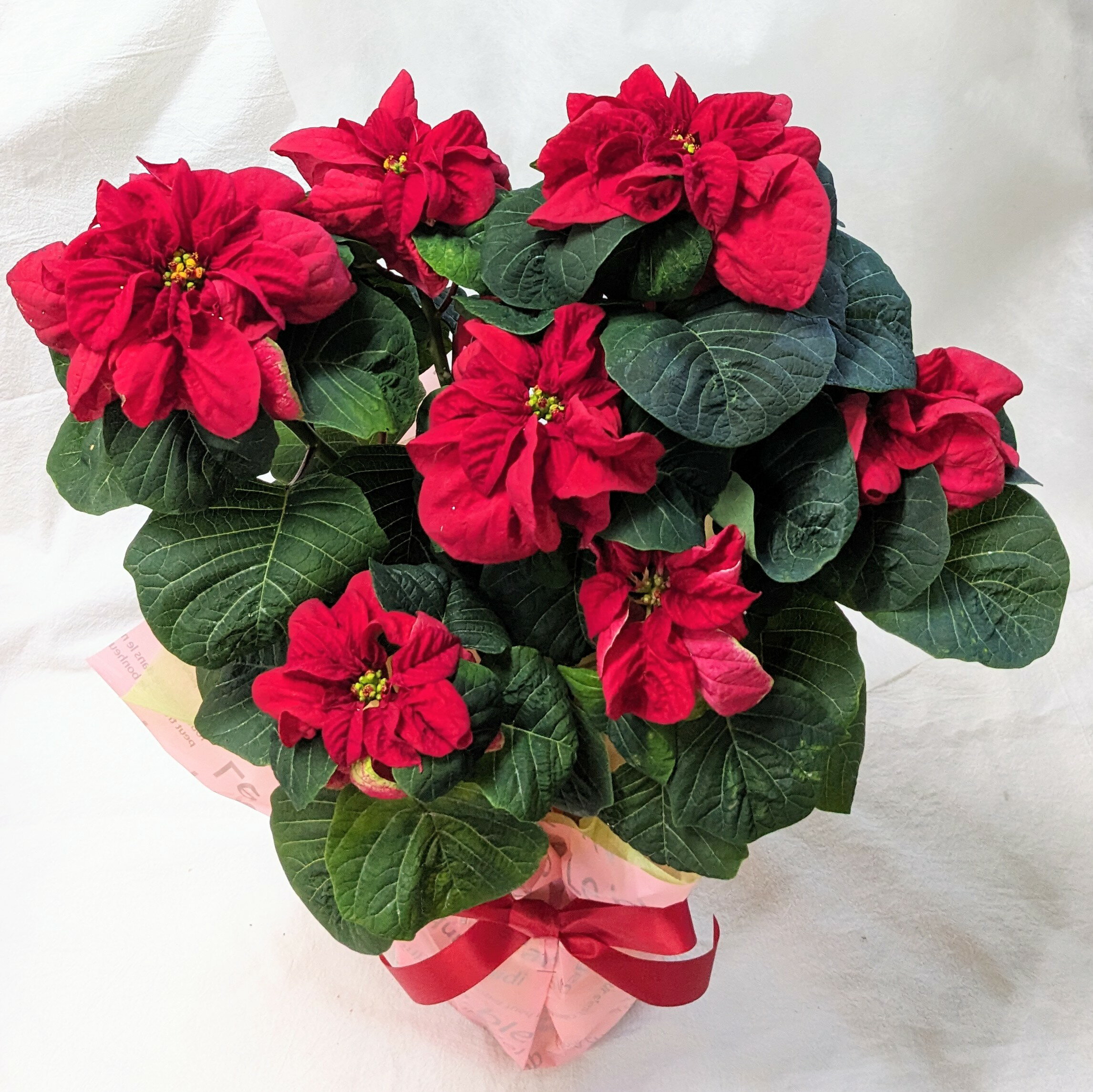 ポインセチア ウィンターローズ【ギフト】クリスマス ポインセチア 赤 45cm 5号鉢 プラスチック鉢 冬 インテリア インドア 室内 おしゃれ 花鉢 かわいい 華やか 送料無料 プレゼント 冬ギフト お歳暮 Xmas ディスプレイのサムネイル