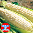 北海道産 ピュアホワイト 北海道産の白い とうもろこし「ピュ...