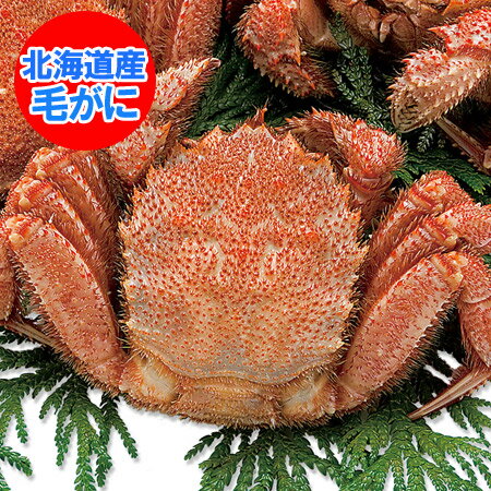 毛ガニ けがに 北海道産 毛蟹 送料無料 毛ガニ 特大 浜茹で毛がに 1kg (1000 g)×1尾 魚介類 水産加工品 カニ