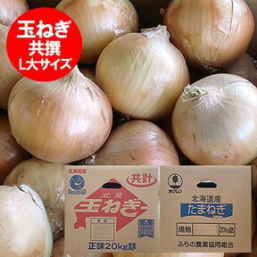 北海道 玉ねぎ 送料無料 北海道産 たまねぎ 20kg 玉葱 タマネギ L大サイズ 共選 野菜 たまねぎ 北海道 富良野産もしくは北見F1